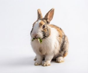 Live Rabbits